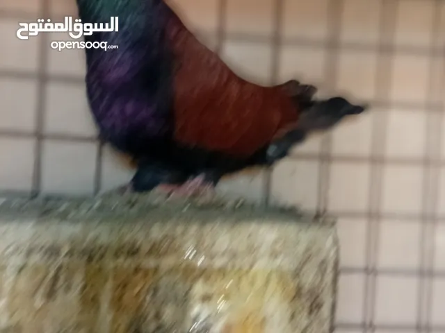 حمام للبيع