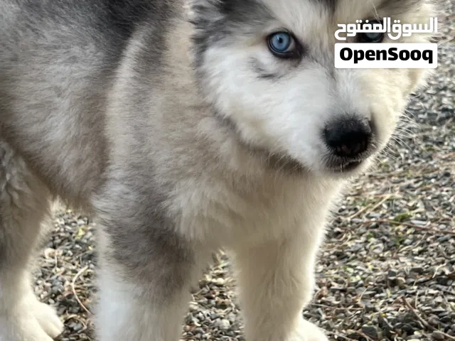 هاسكي ذكر العمر شهر ونص