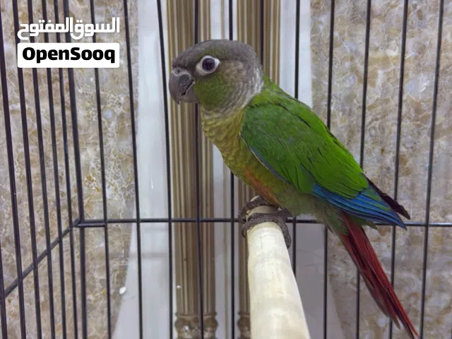 ببغاء كنيور كرين شيك اليف