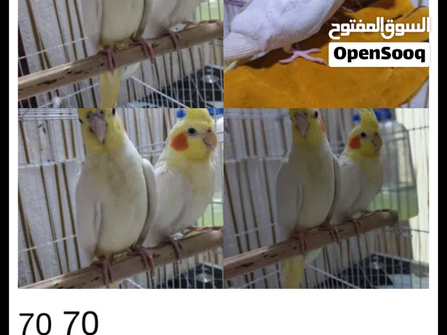 متاح كوكتيل الليف  بس كان كم يوم في القفص   جيدة س 35   ت