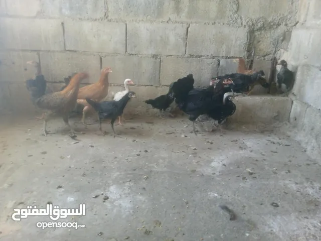 دجاج بلدي نخب اول للبيع