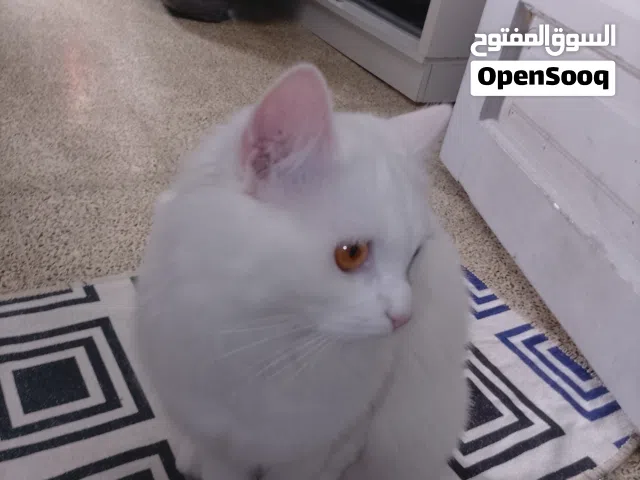 قطه شانشيلا للبيع