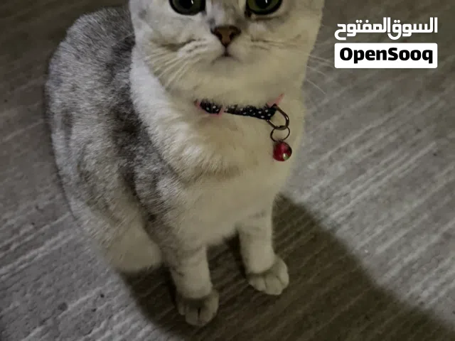 سكوتش فولد للبيع