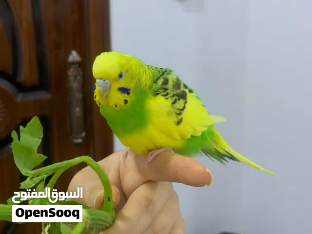 طير حب انثى اليف