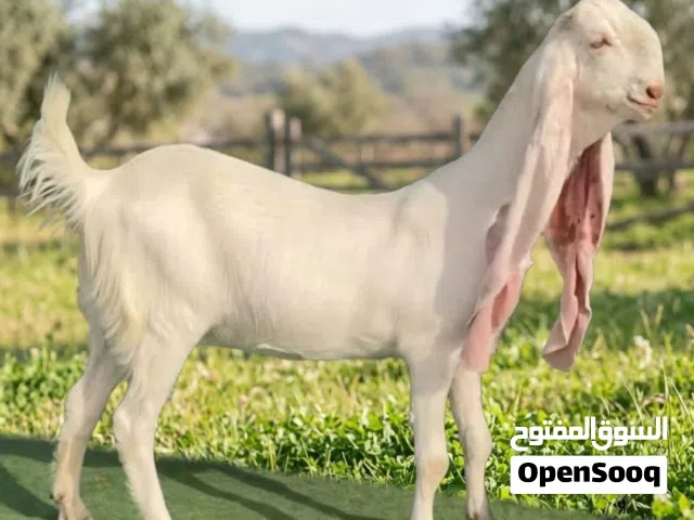 مطلوب فحل حجازي