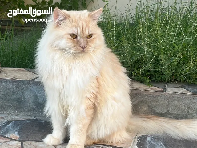 قط شيرازي للبيع