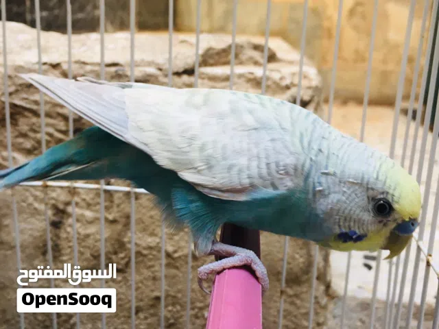 باقلينو للبيع