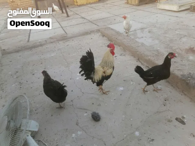 ديج ودجاجتين بياضات عربيات للبيع