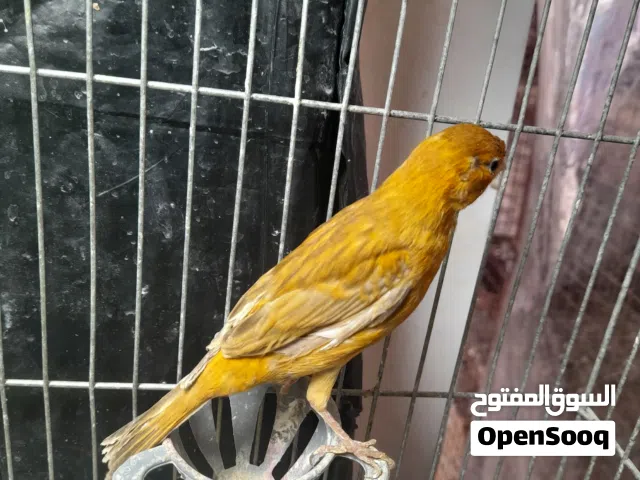 طيره كنار بكريه