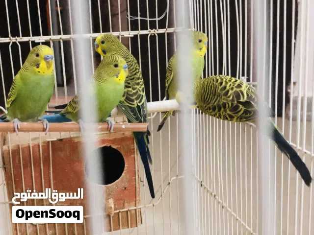 عصافير بقلينو الطرف 25 حاجة نضيفة الله يبارگ
