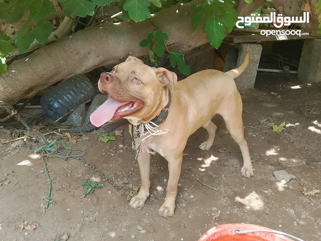 كلب بيتبول عمره 7شهور ونتايه مالينواه عمرها 9شهور
