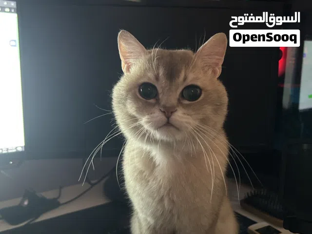 قط سكوتش سترايت (للتبني)