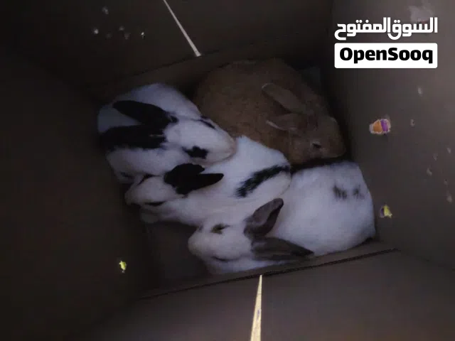 ارنب للبيع بلدي وهجين الماني