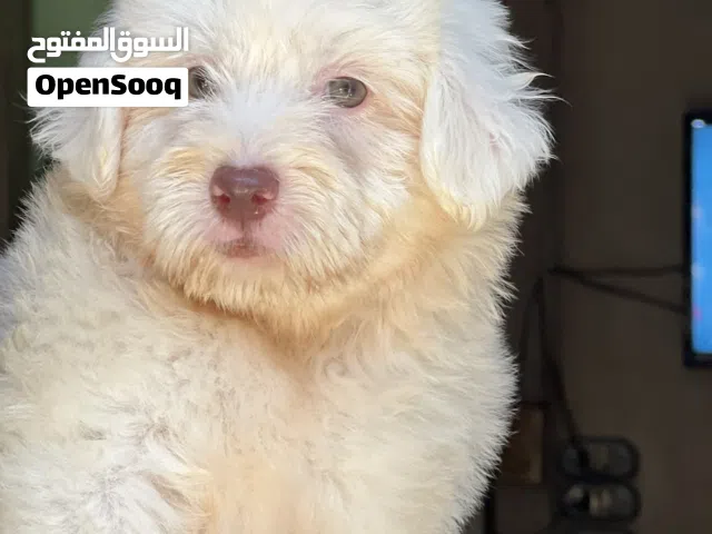 Havanese puppy color eye