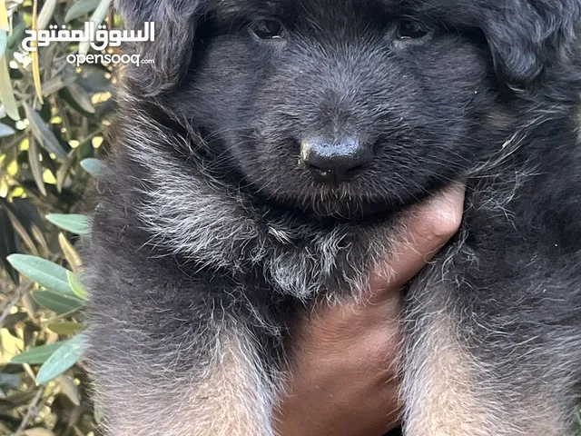 جراء جيرمن مستوا عالمي اهالي مستورده