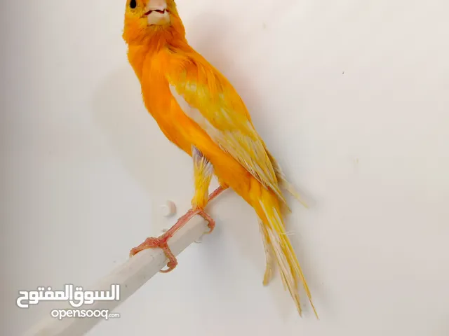 متاااااح 9 فحول حمر وعتبرهم جزري غامق فحول بصلات ع النبي فيهم وحد حب الرمان وحد سفين وتاج وفيهم فحلي