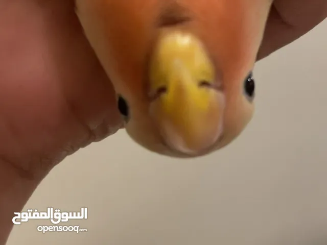 بغبغاء روز للبيع