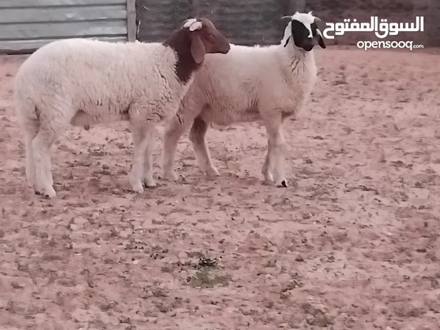 خرفان البيع.