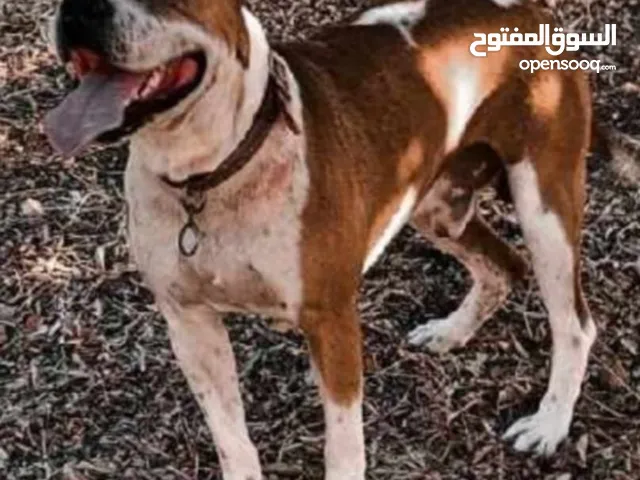 ذكر بيتبول دم نار