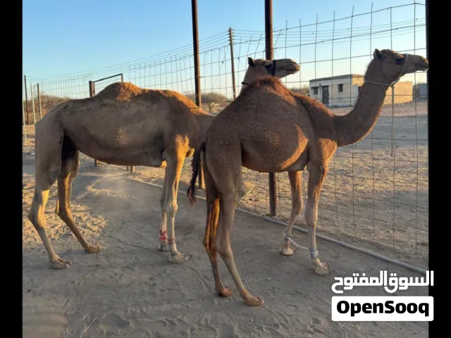 ناقه للبيع وبكرة طيبة