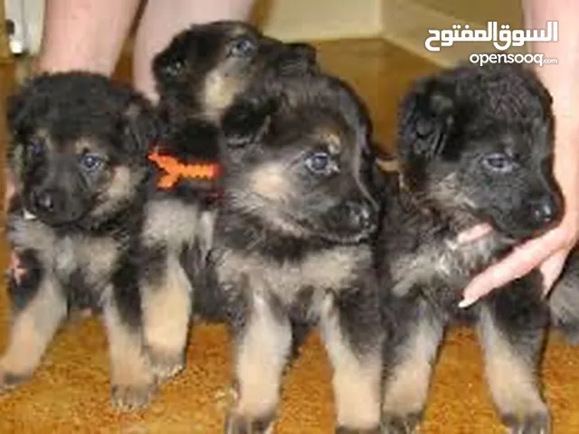 جيرمن شيبرد ورك لاين عمر شهر ونص