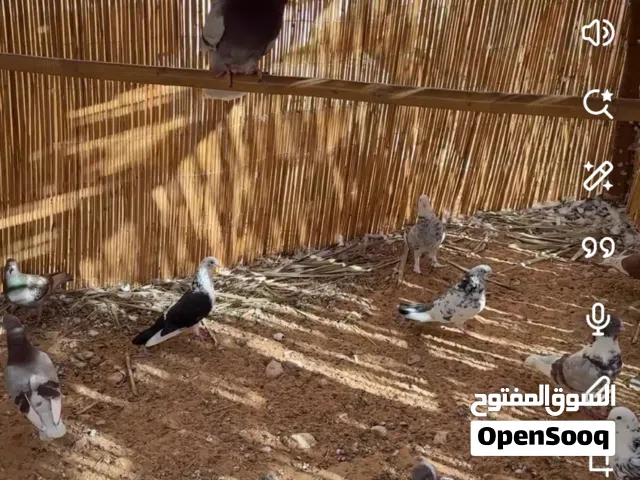 ينفعون حق انتاج امورهم طيبه