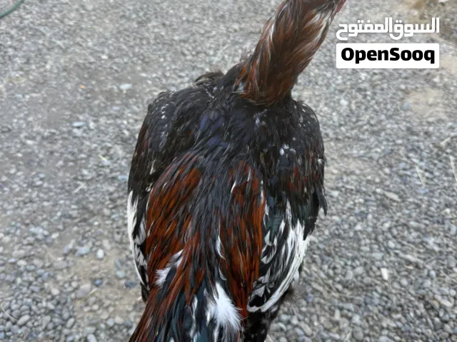 ديك باكستاني للبيع او للبدل