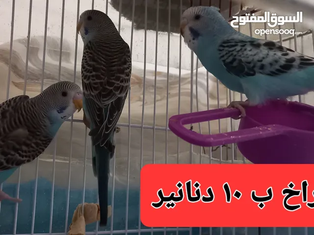 طيور حب .. افراخ صغيرة او افراخ كبيرة . او اناثي جاهزة عالاخر . ليس معهم اي شي