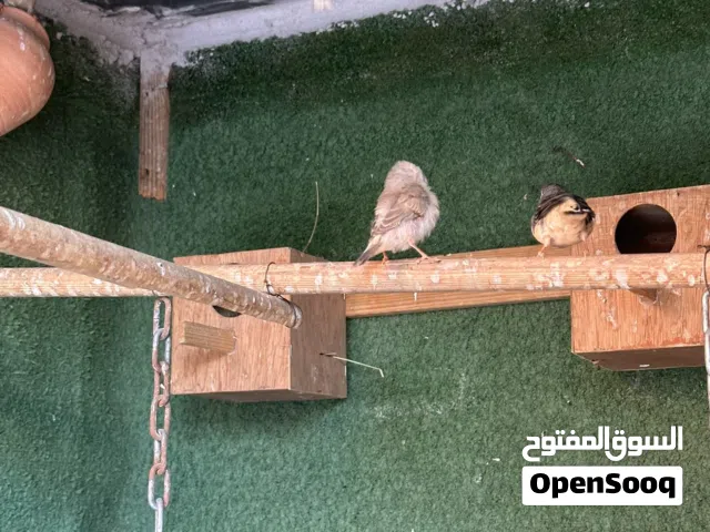 براكه زيبره ربي يبارك