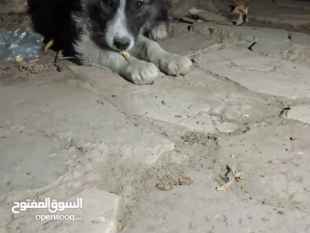 كلب هاسكي للبيع