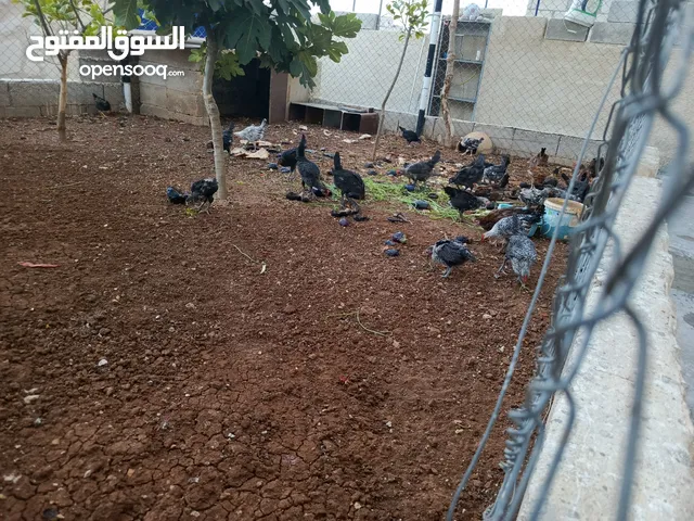 ديوك حجم وسط نقي قد ما بدك ب دينار ونص نقي اللي بعجبك نقا الزرقاء