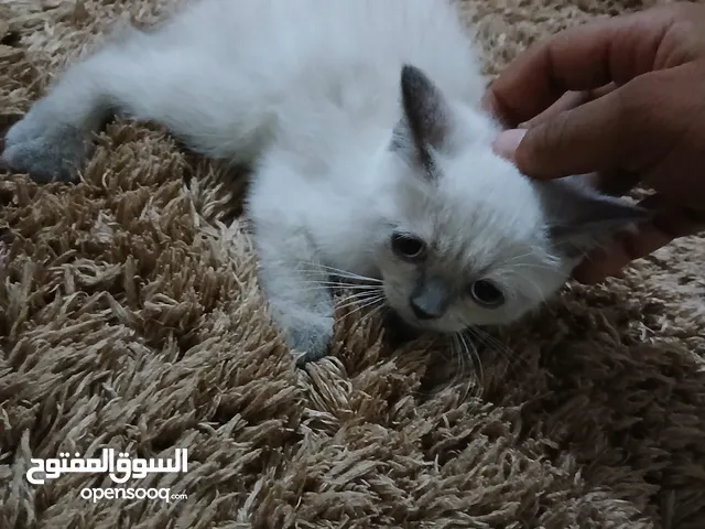 شيرازي العمر شهرين