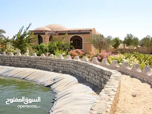 Farm Land for Sale in Giza Remaia