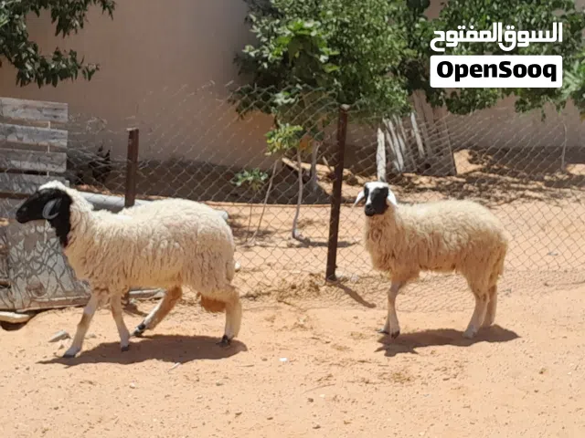 2فطايم وطنيات مشالله توميات عمرهم ف8شهور..