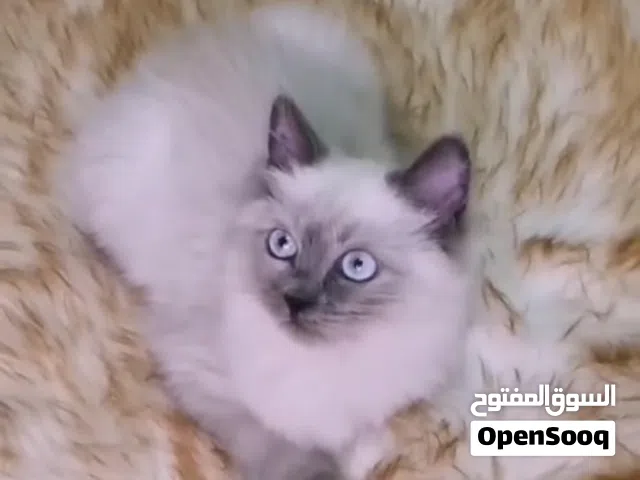 قطط للبيع أنواع مختلف كثير جميلة