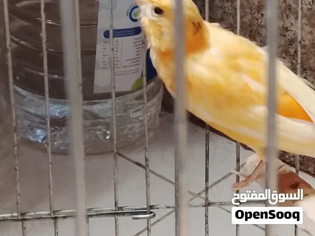 للبيع بالقفص