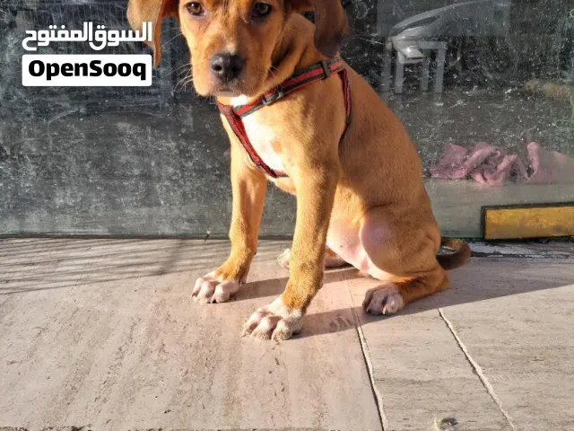 بمرينين مكس لولو فوكس أنثي العمر ست شهور متعلمه 70