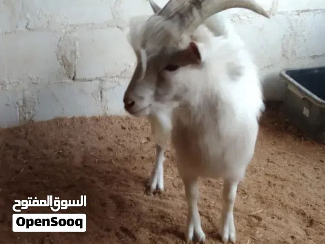 تيس بقمي امريكي للبيع