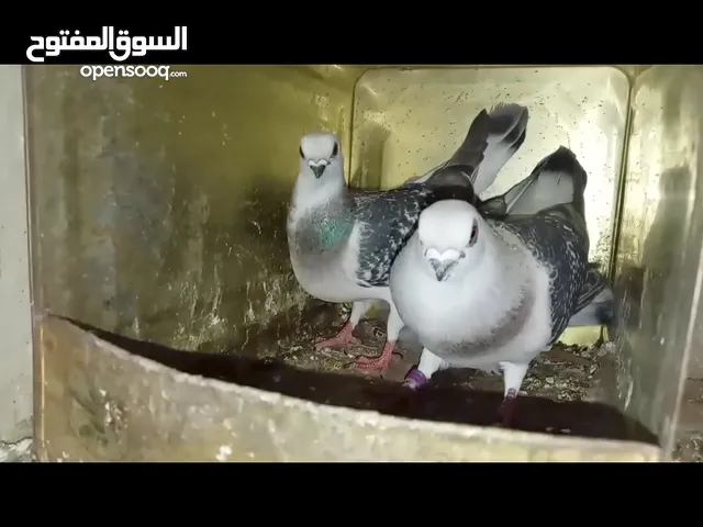 جوز بواز نخب بوز احلس مميز جدا بوزاي اول خيرها حلوس شغالات مكفولات