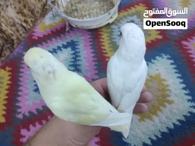 غندوره لكدامك