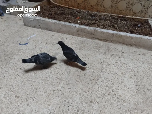 طيور حمام جاري