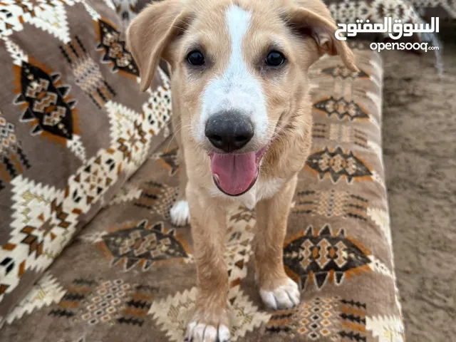 كلب ذكر للتبني بدون مبلغ مادي