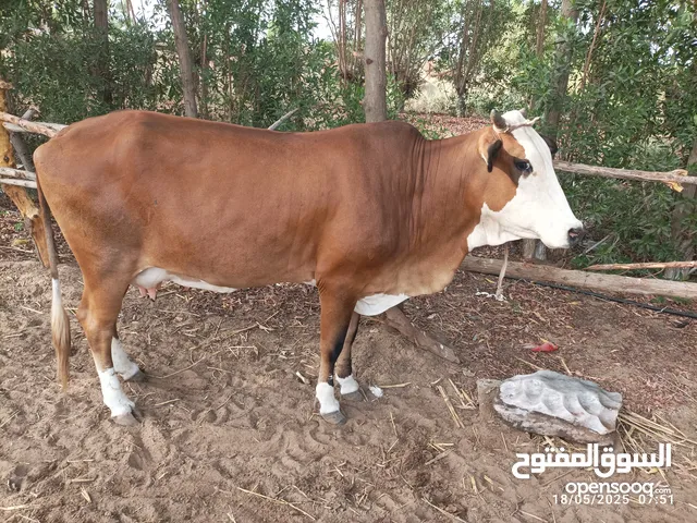 جاموس اصل أنثى