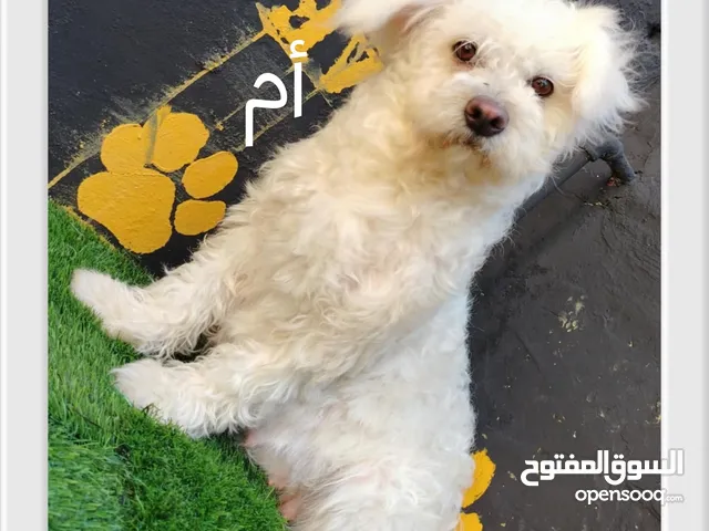 اقرا الوصف جراء زينه