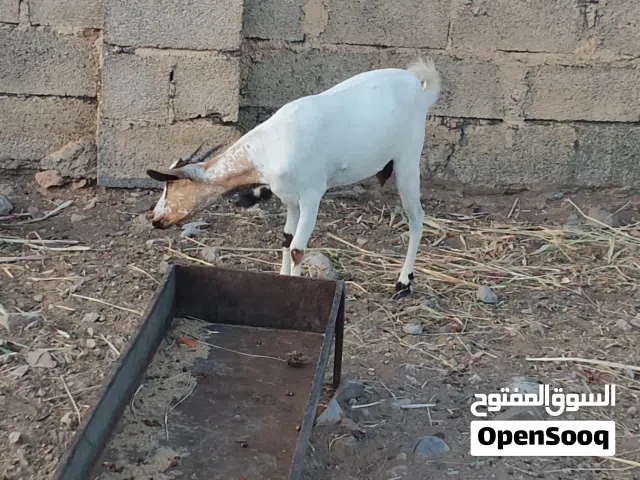 للبيع شاه صلاليه