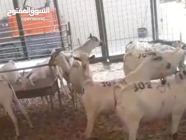 Shomali Goat for sale