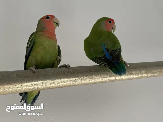 Rosy-faced lovebird male and famale