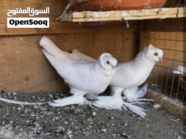 مطلوب مطلوب نثية كنبك لون ابيض في البصره