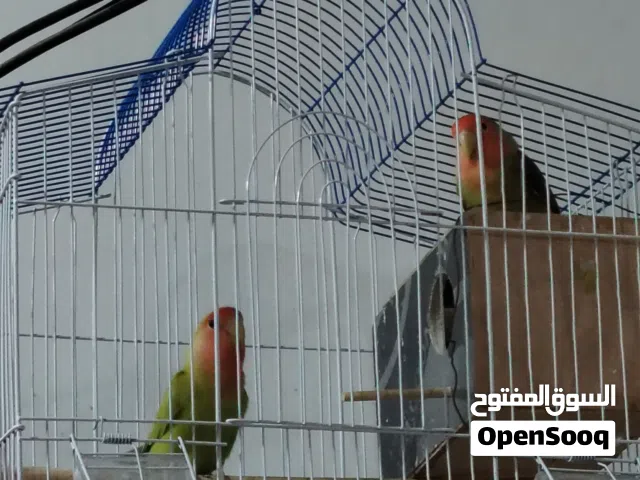 طيور غندوره مع القفص وديج