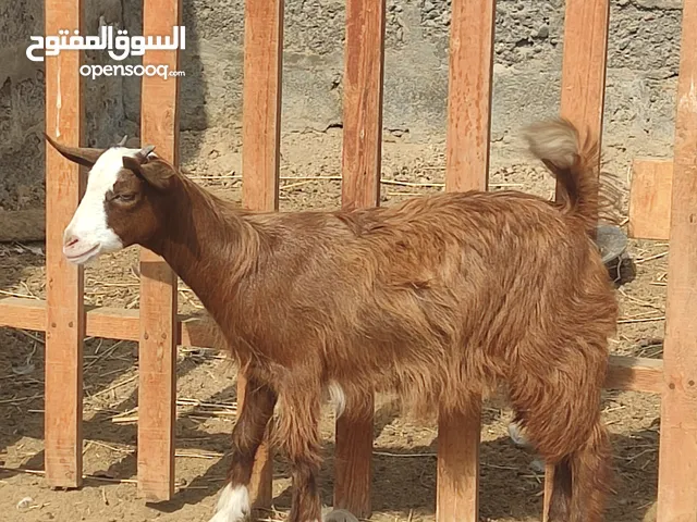 السلام عليكم